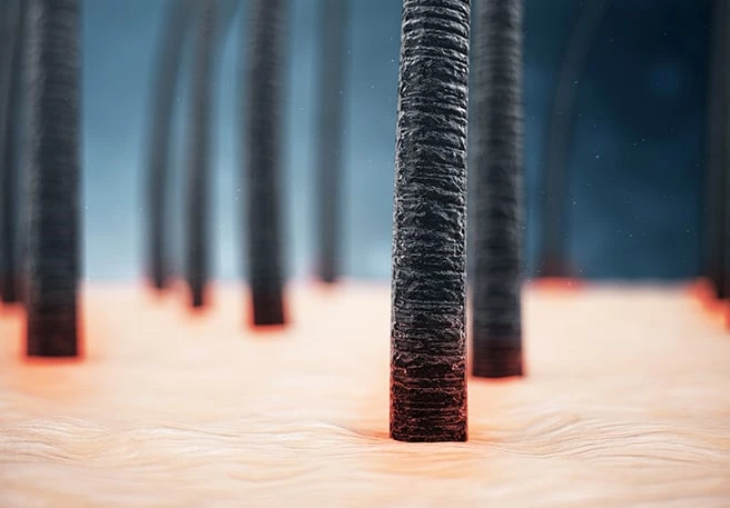 Großaufnahme der Kopfhaut Großaufnahme der Kopfhaut